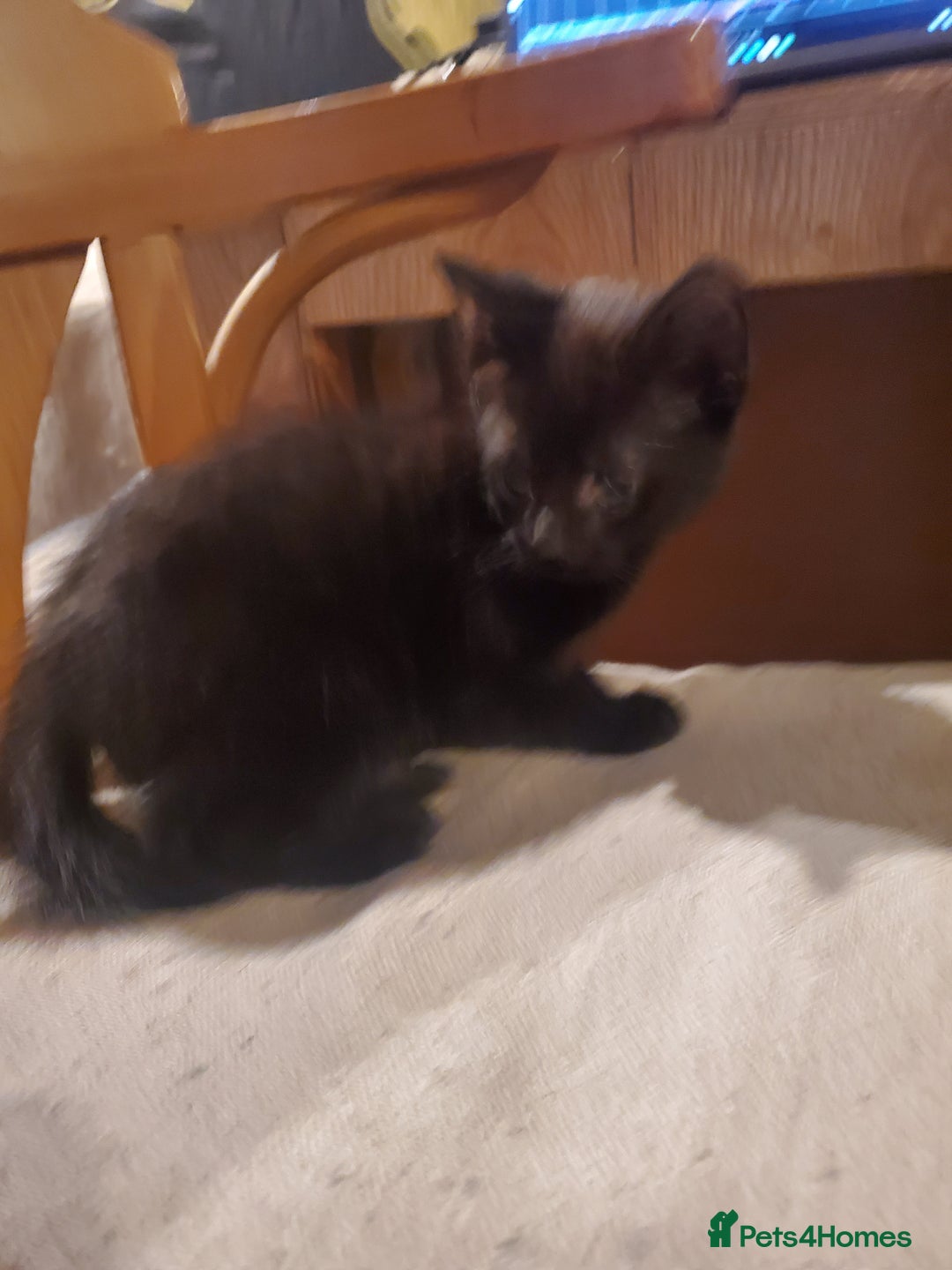 Mixed Breed cats for sale: 5x kittens  - Image 11