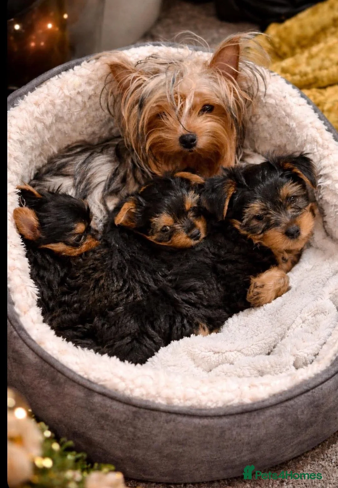 Yorkshire Terrier dogs for sale: 3 Yorkshire Terrier Puppies - Advert 1