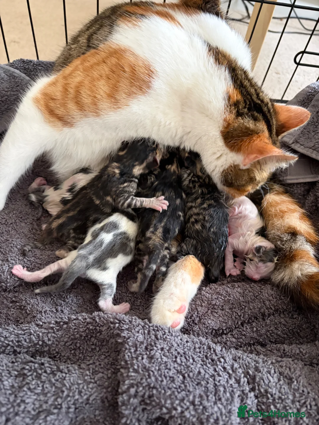 Domestic Shorthair cats for sale: A Stunning Litter Of Six Newborn Kittens  - Advert 2