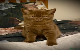 British Shorthair cats for sale: Champion line kittens  - Advert 7