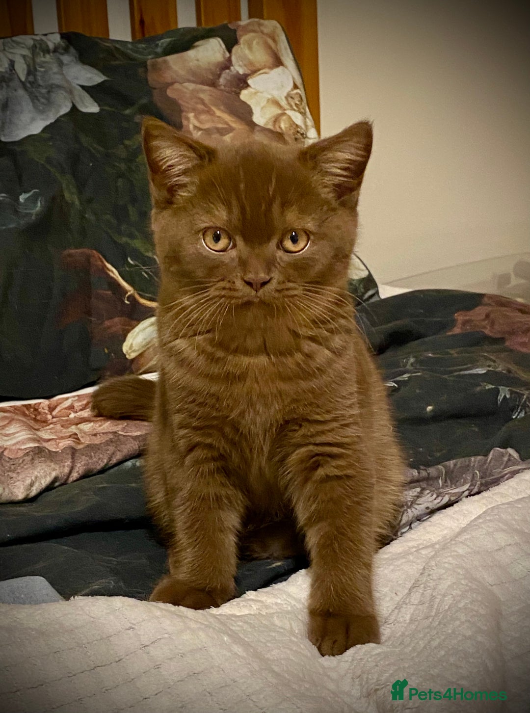 British Shorthair cats for sale: Champion line kittens  - Advert 7