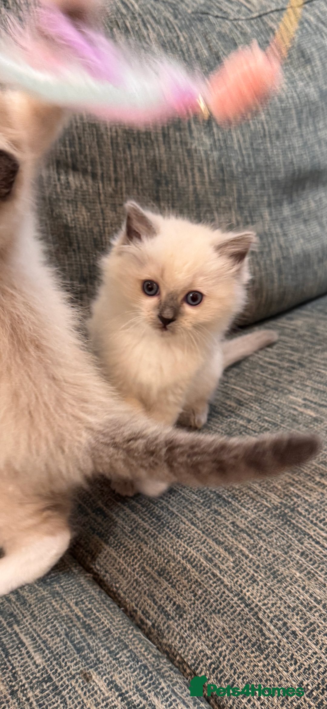 Ragdoll cats for sale: Adorable Ragdoll Kitten Ready for a loving home - Advert 2