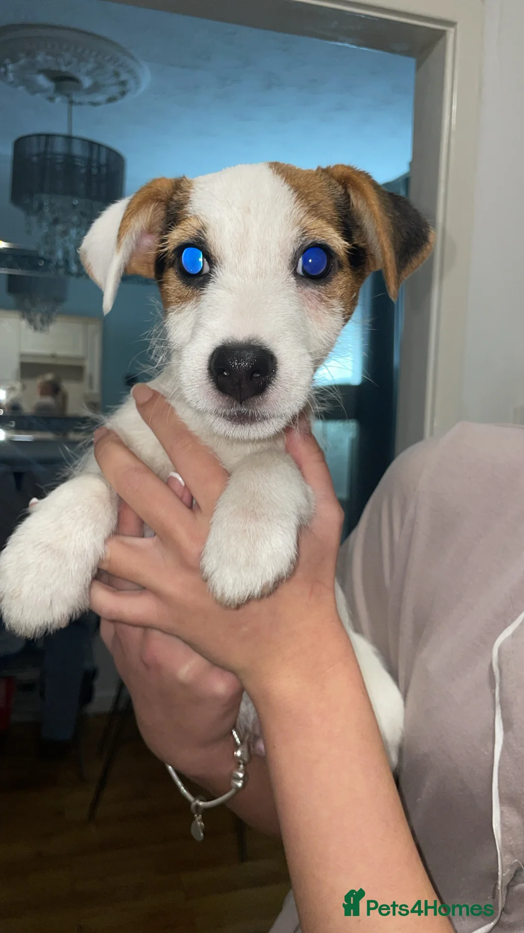 Jack Russell dogs for sale: jack russell puppys  - Advert 3