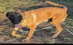 Belgian Shepherd Dog dogs for adoption: Caesar is looking for his forever home! - Image 4