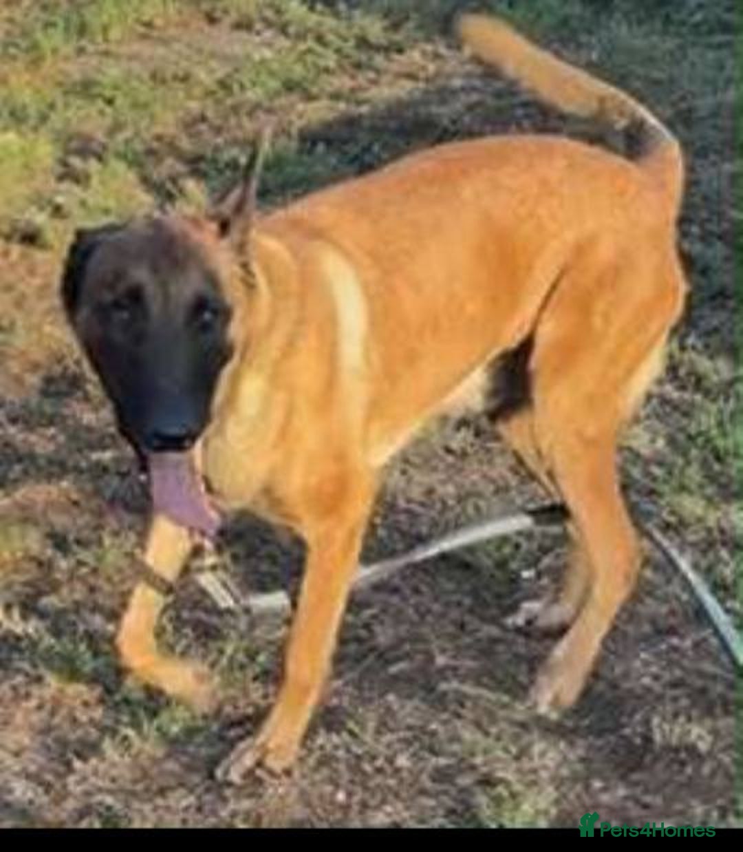 Belgian Shepherd Dog dogs for adoption: Caesar is looking for his forever home! - Image 4