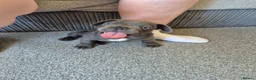 French Bulldog dogs for sale: Male blue french bulldog puppy - Advert 12