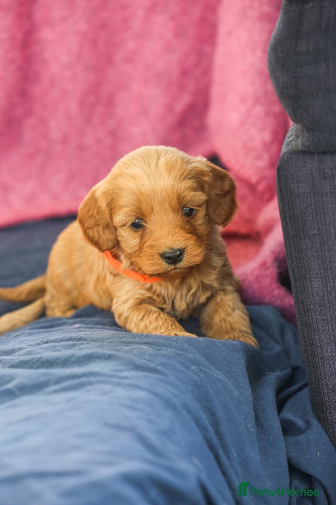 Cavapoo dogs for sale: Beautiful F1 Cavapoo puppies  - Advert 7