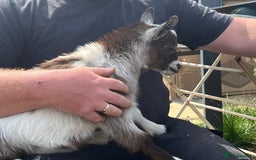 Goats livestock for sale: Gorgeous Chocolate & White Female Baby Pigmy - Image 7