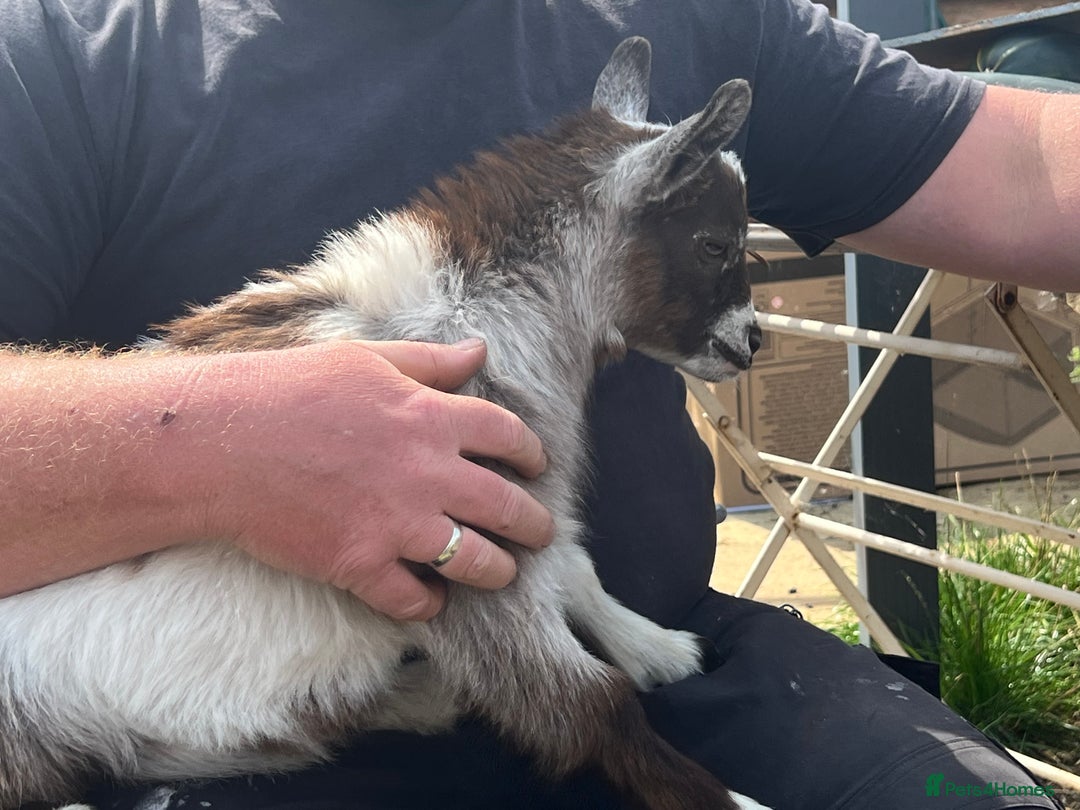 Goats livestock for sale: Gorgeous Chocolate & White Female Baby Pigmy - Image 7
