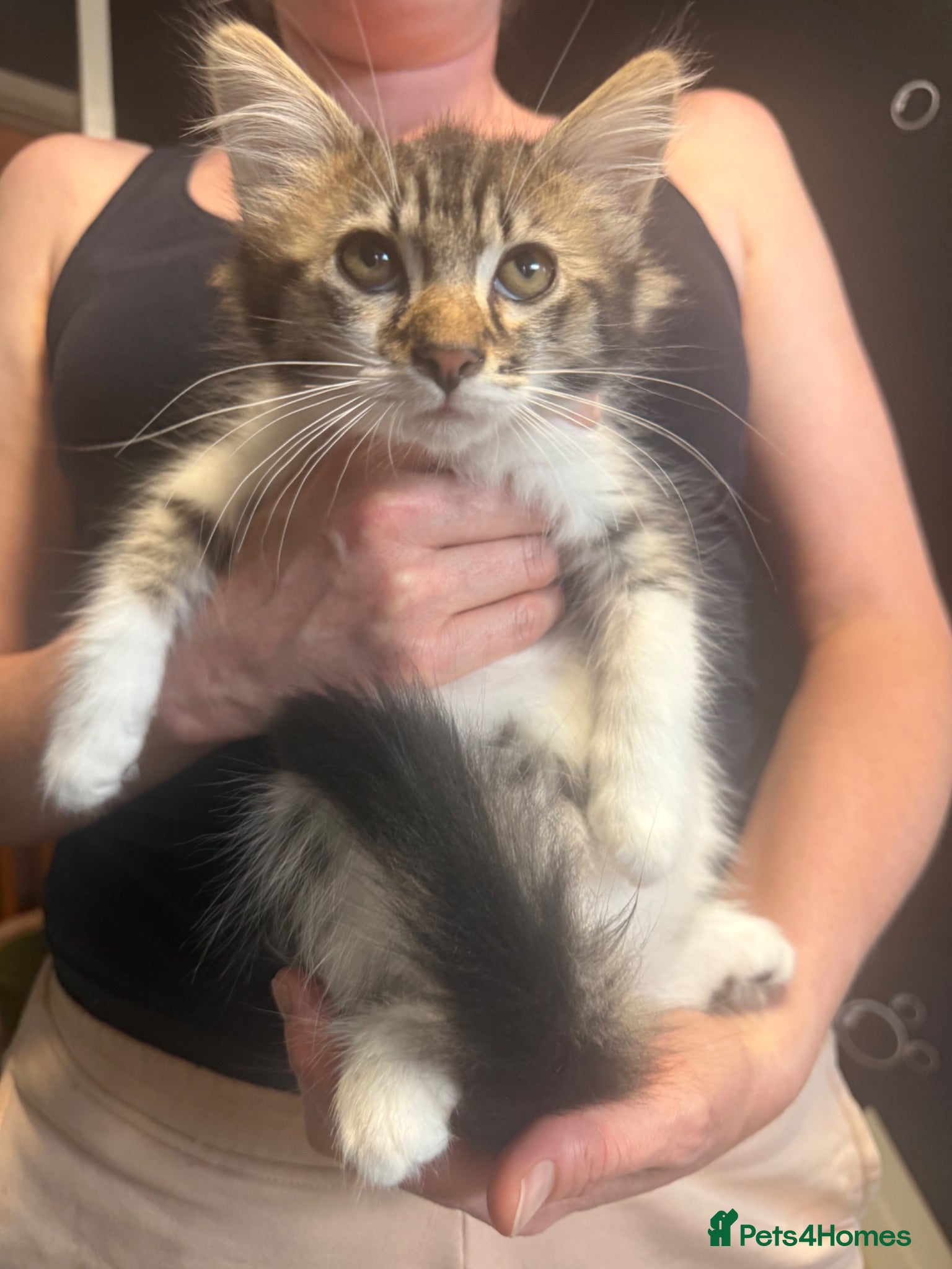 British Longhair cats adorable British longhair/domestic longhair kitten - Advert 17