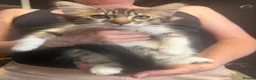 British Longhair cats for sale: adorable British longhair/domestic longhair kitten - Advert 1