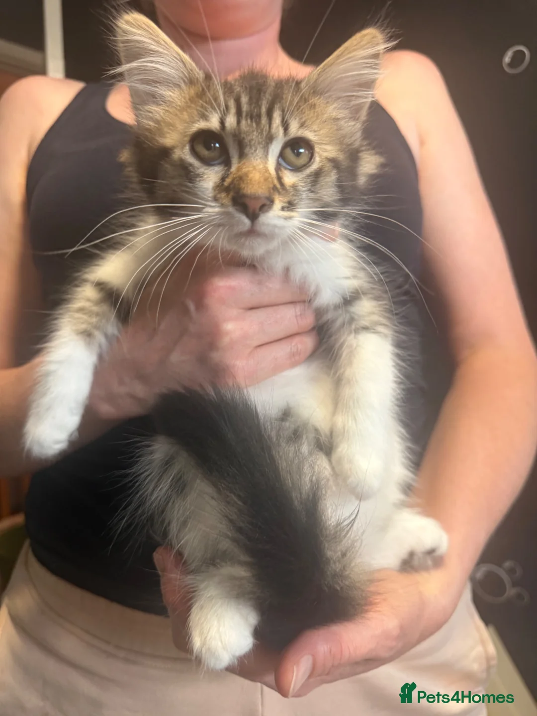 British Longhair cats for sale: adorable British longhair/domestic longhair kitten - Advert 1