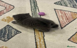 British Shorthair cats for sale: British shorthair - Image 4