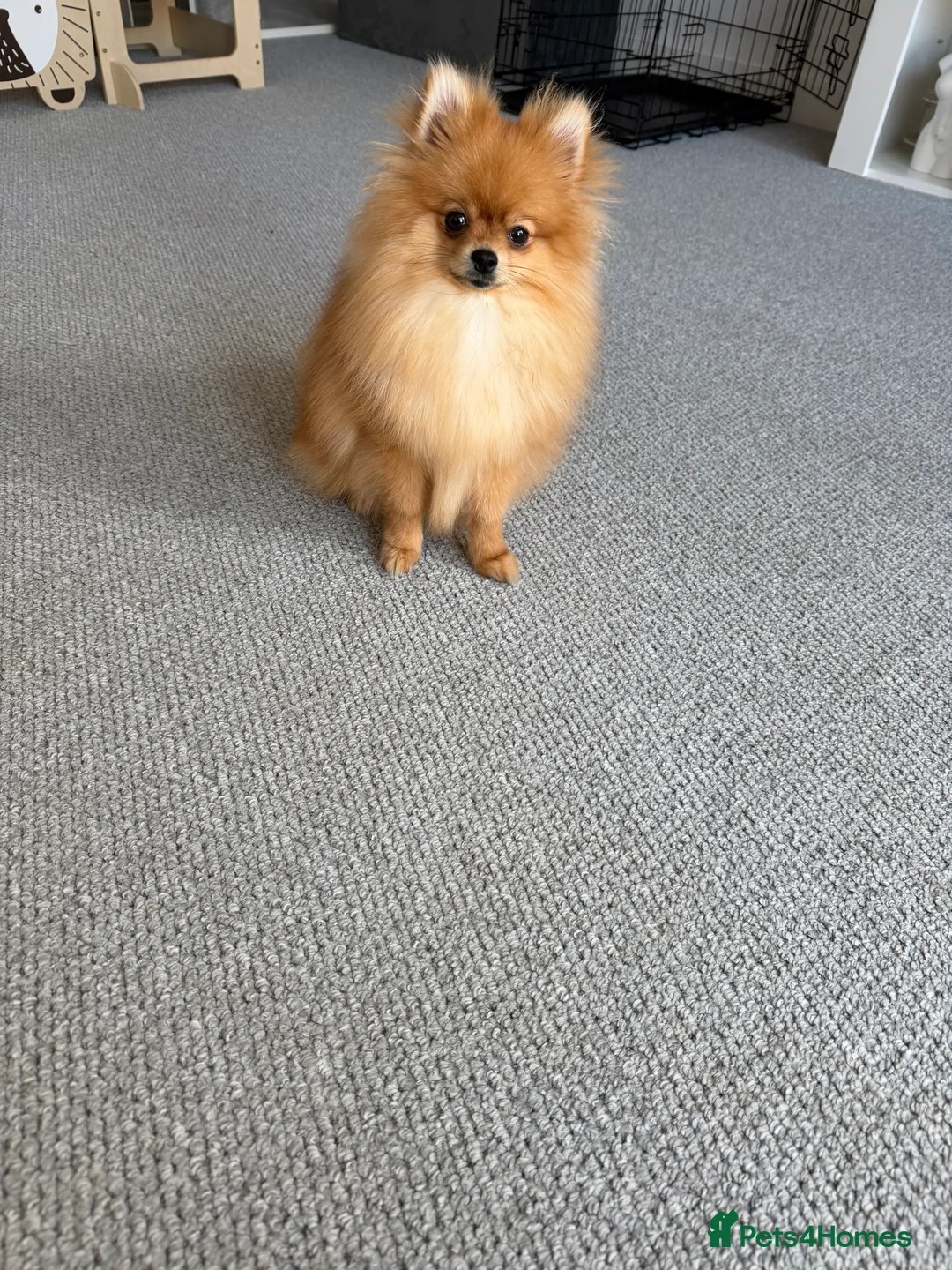 Pomeranian dogs for sale: KC Pomeranian girl rehoming PENDING - Advert 4