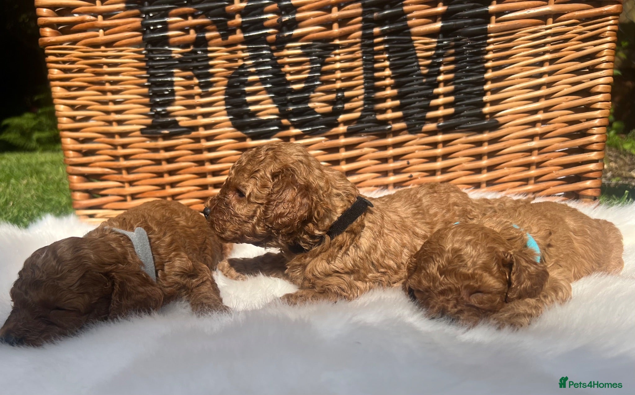 Cavapoo dogs Stunning deep red TOY cavapoo pups - Advert 2