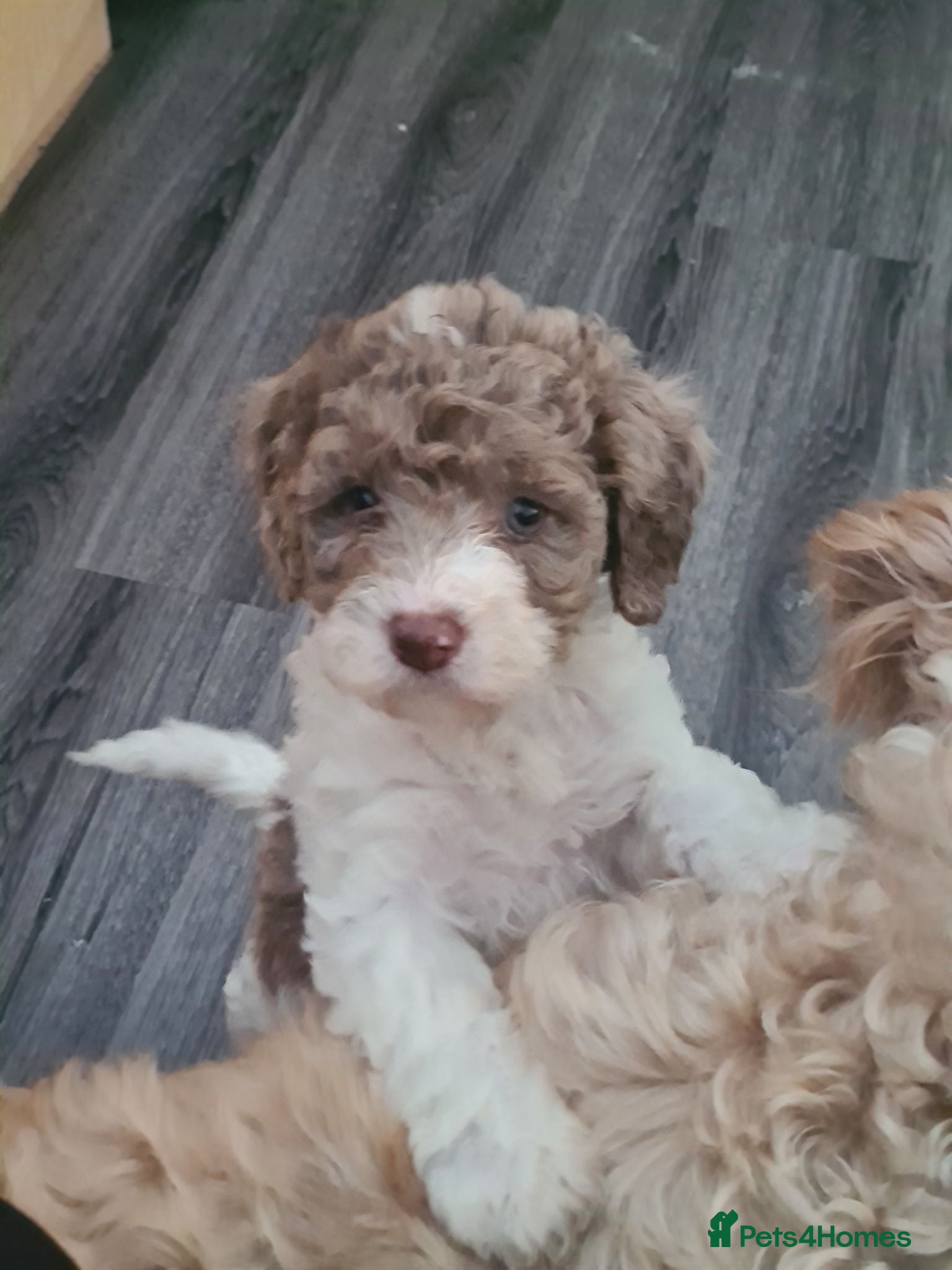 Cockapoo dogs Cockerpoo f2 puppy  - Advert 1