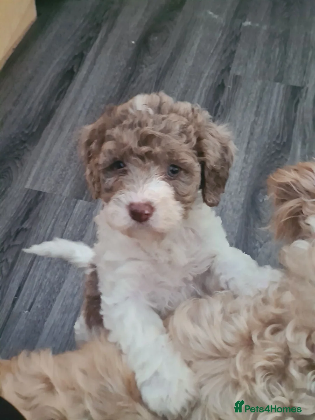 Cockapoo dogs for sale: Cockerpoo f2 puppy  - Advert 1