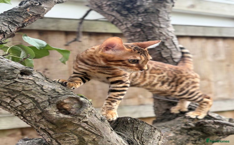 Bengal cats - Advert 1