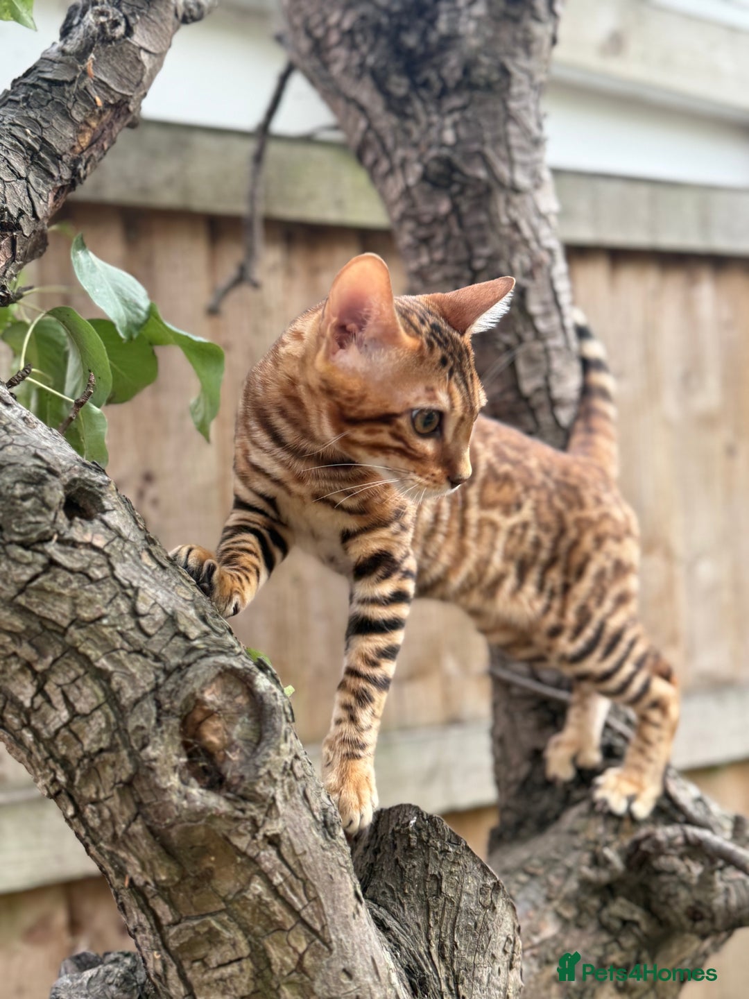 Bengal cats for sale: Female bengal - Image 1