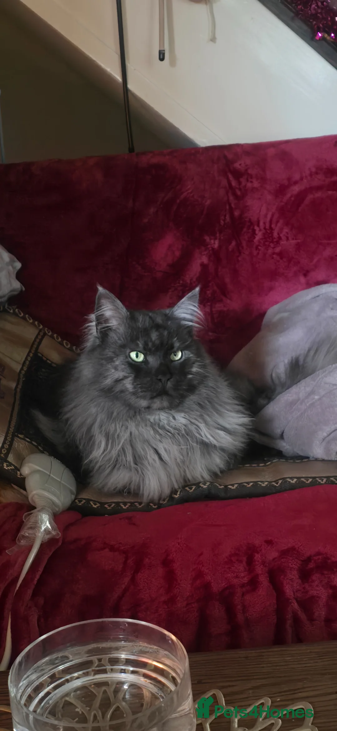 Maine Coon cats for stud: Active TICA registered Maine Coon Stud Smoke - Advert 2