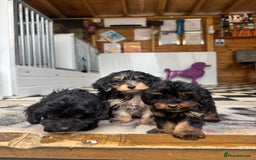 Mixed Breed dogs for sale: Daxiepoos (council licensed breeders) - Image 11