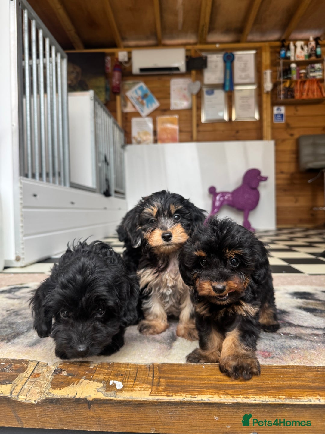 Mixed Breed dogs for sale: Daxiepoos (council licensed breeders) - Image 11
