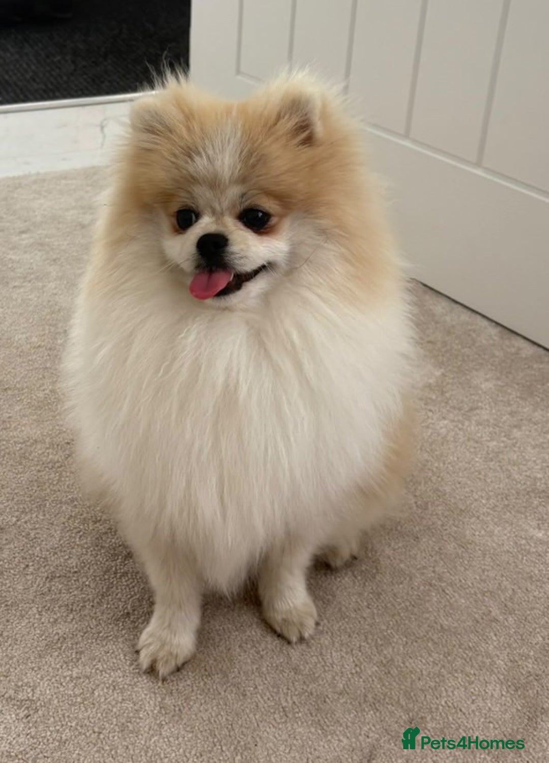 Pomeranian dogs for sale: Orange **d Pom - Image 2