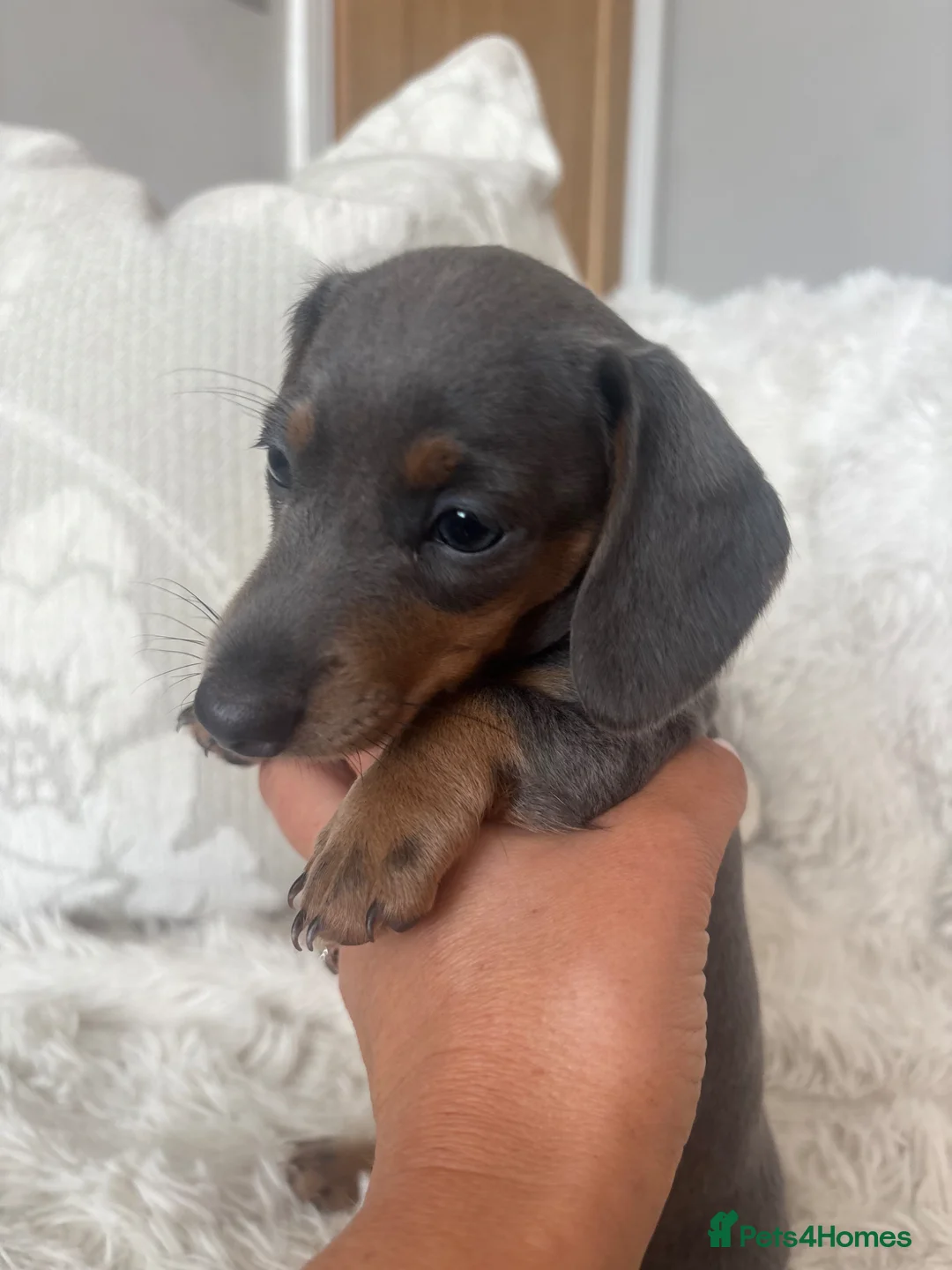 Miniature Dachshund dogs for sale: Kc registered miniature dachshund  - Advert 2