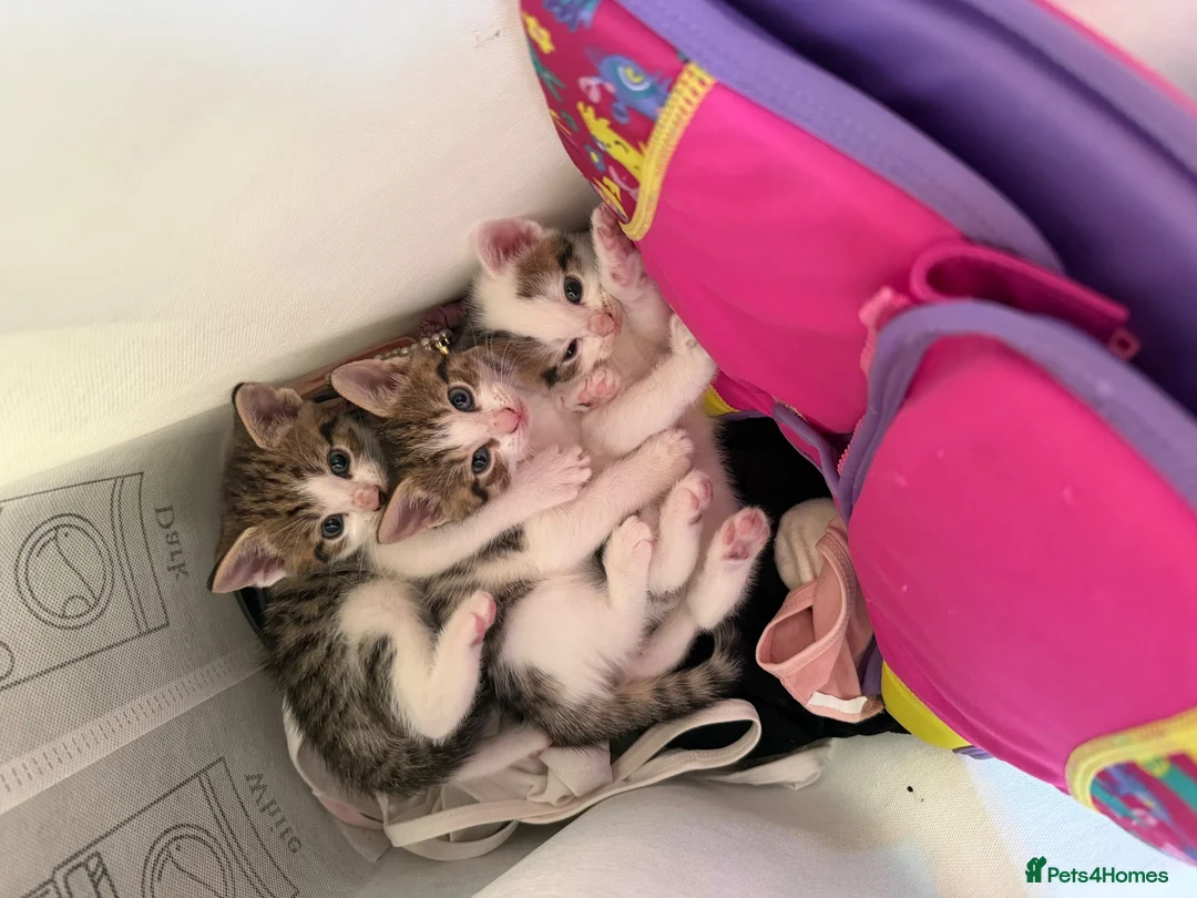 Mixed Breed cats for sale: 4 kittens for sale  in Wednesbury - Advert 8
