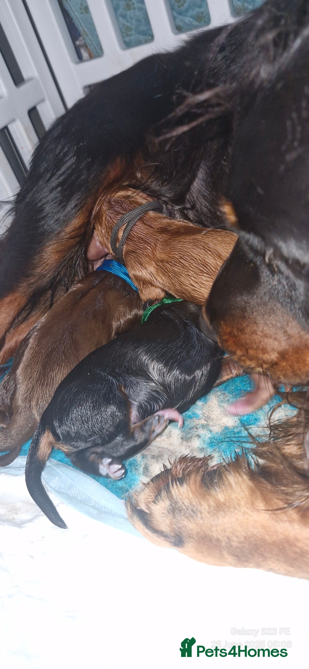 Cocker Spaniel dogs for sale: Cocker Spaniel puppies - Image 2