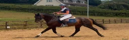 Irish Thoroughbred horses for sale: Espresso - tall, dark, handsome. - Advert 5