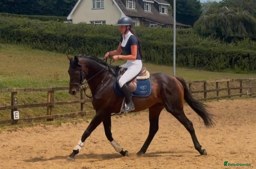 Irish Thoroughbred horses for sale: Espresso - tall, dark, handsome. - Advert 5