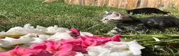 Mixed Breed cats for sale: 6 Beautiful Kittens - Advert 10