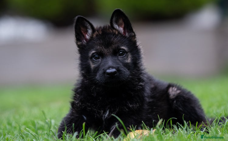 German Shepherd dogs - Advert 2