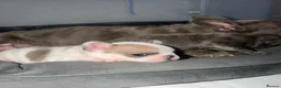 French Bulldog dogs for sale: Pedigree French Bulldog Puppies – Home-Raised - Advert 21