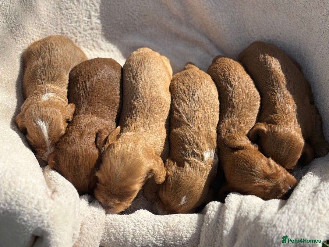 Cockapoo dogs for sale: Stunning Cockapoo Puppies KC Reg Parents - Image 2