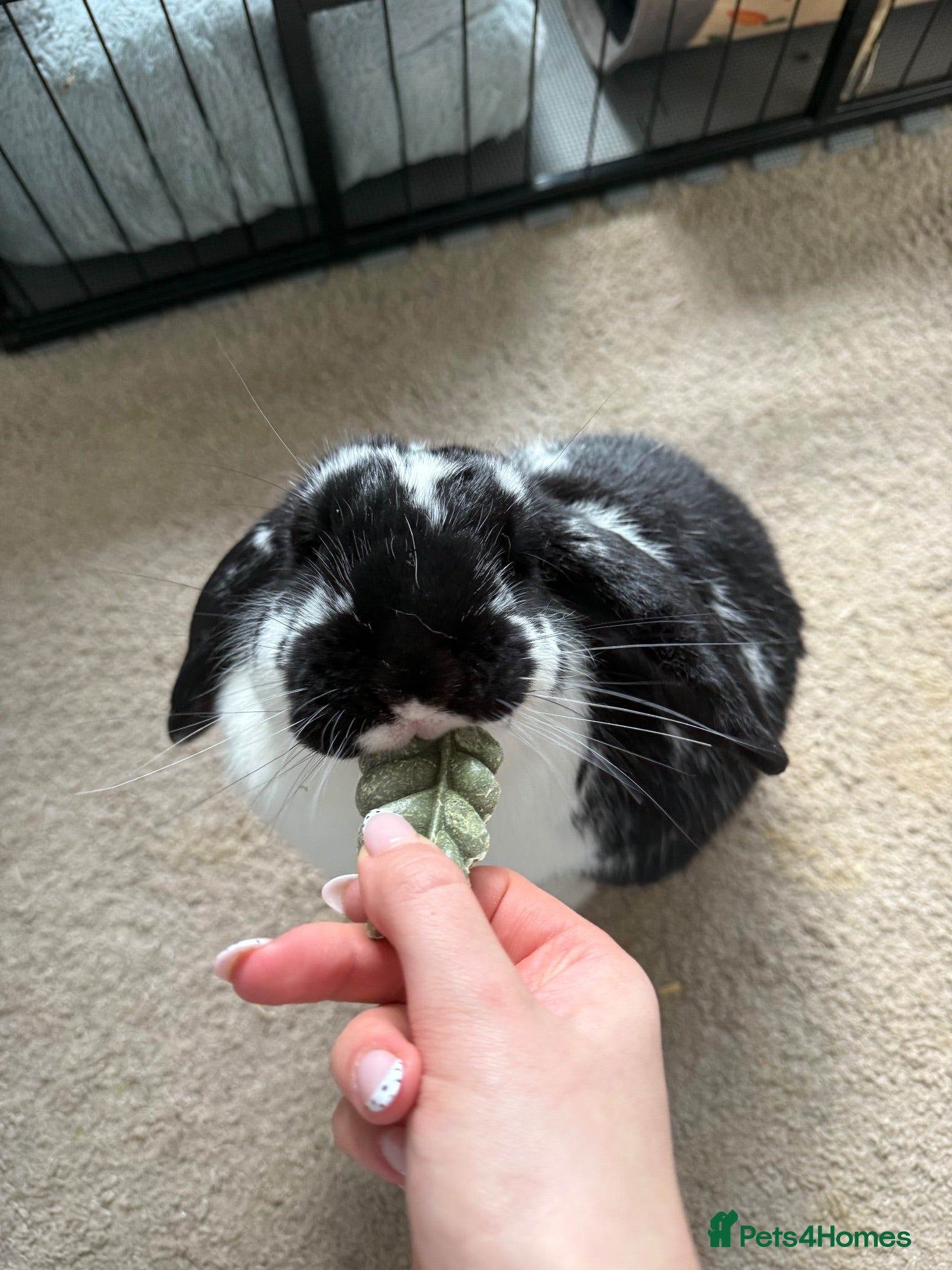 Dwarf Lop rabbits Milo/Juno - Advert 1
