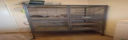 Chinchilla rodents for sale: 3 male chinchillas, plus  Critter Nation cage.  in Worthing - Advert 1