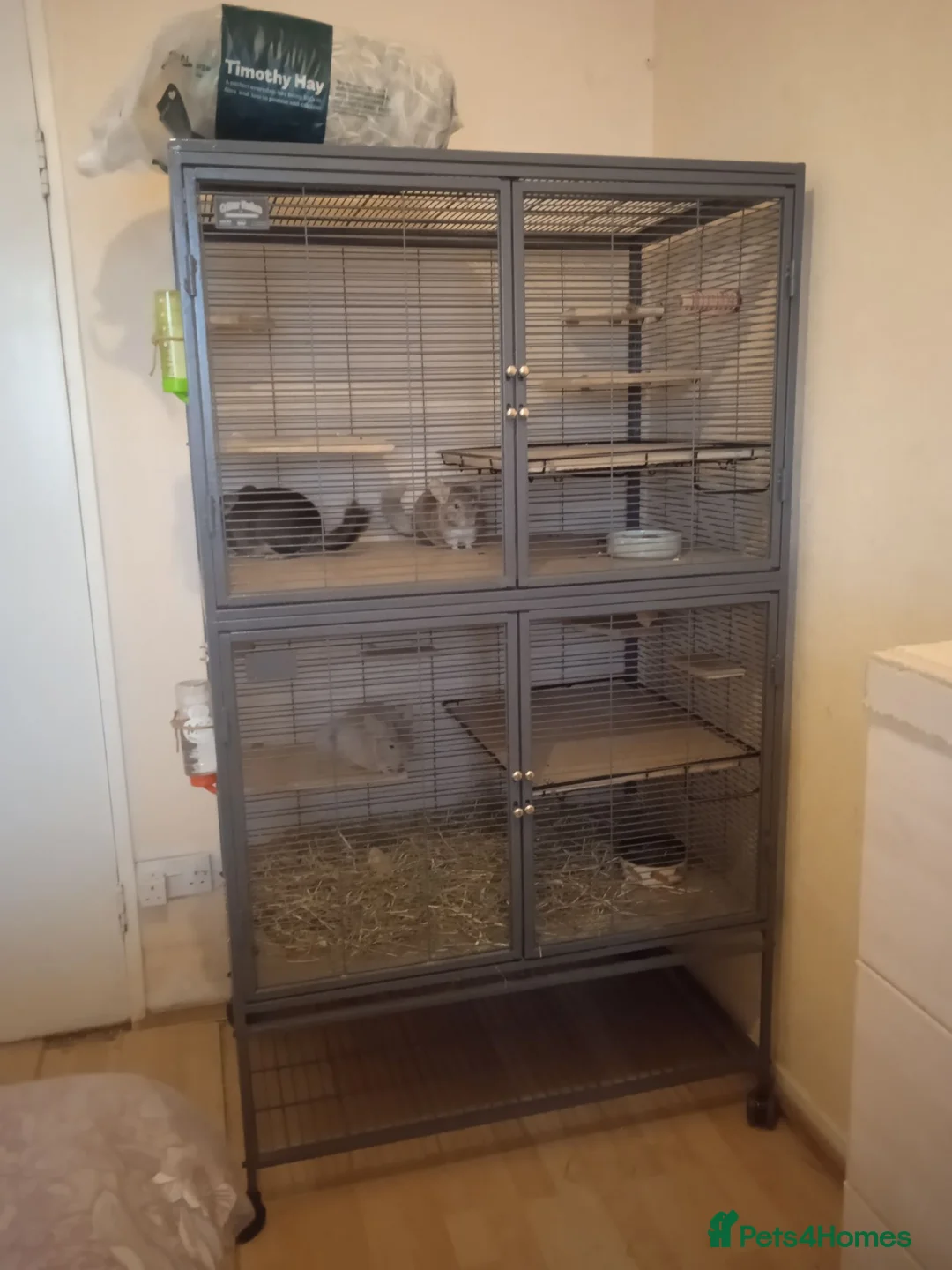 Chinchilla rodents for sale: 3 male chinchillas, plus  Critter Nation cage.  in Worthing - Advert 1