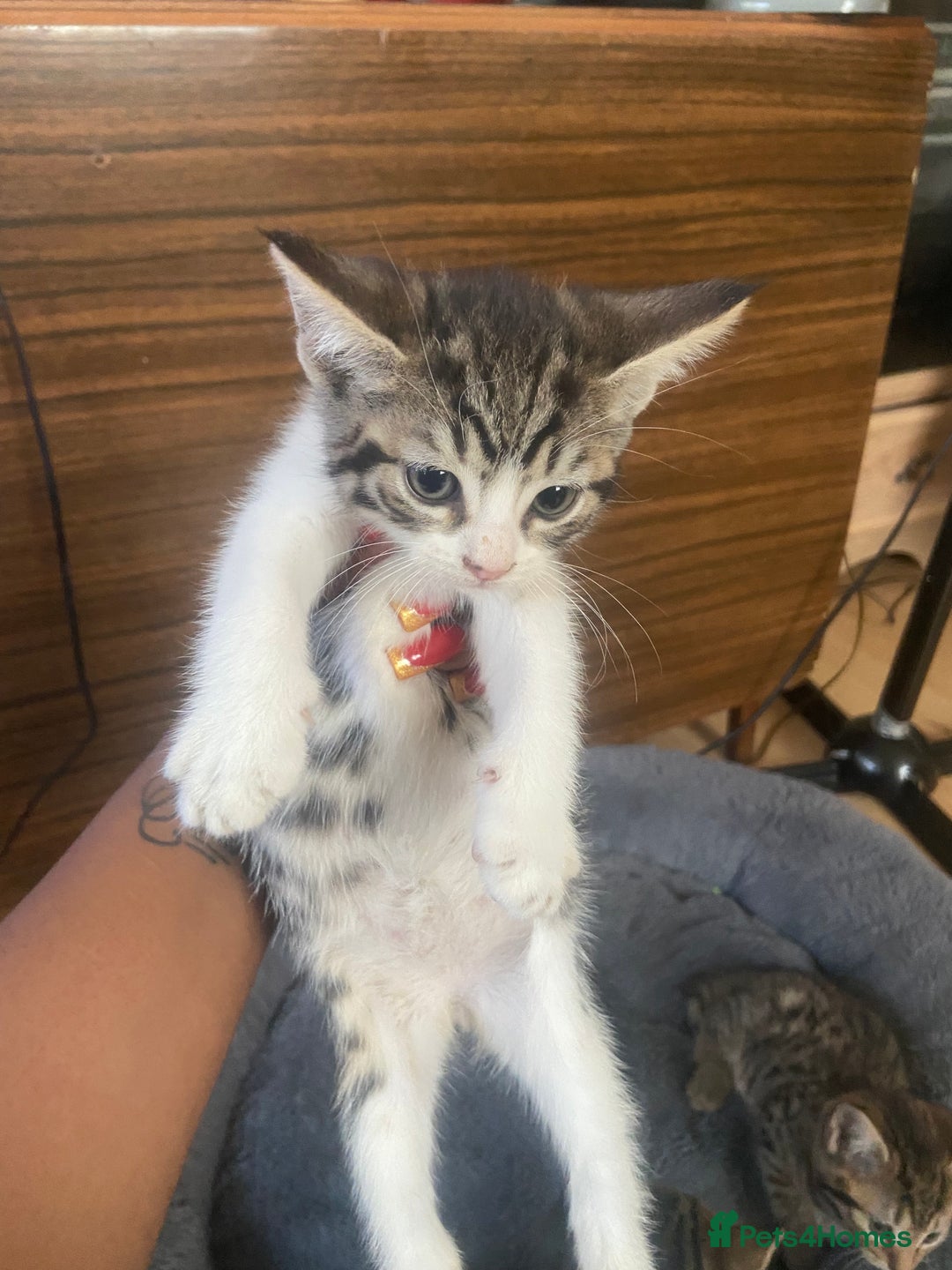 British Shorthair cats for sale: English tabby kittens for sale  - Image 4