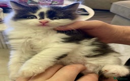 Turkish Angora cats for sale: Turkish angora kitten  - Image 13