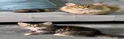 Maine Coon cats for sale: ⭐️Stunning Brown Torbie White Tabby Maine Coon - Advert 7