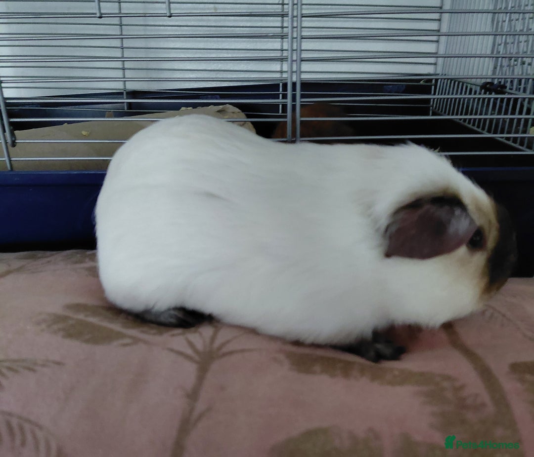 Guinea Pig rodents for sale: Assorted Pure breed guinea pigs - Advert 3
