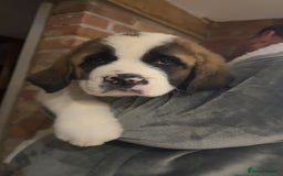 Saint Bernard dogs for sale: Outstanding chunky Saint Bernard puppies for sale - Image 8