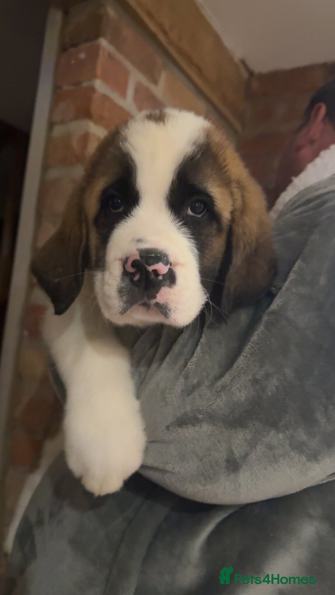Saint Bernard dogs for sale: Outstanding chunky Saint Bernard puppies for sale - Image 8