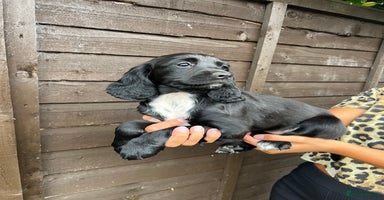 Cocker Spaniel dogs - Advert 11