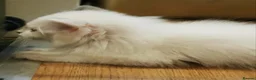 Ragdoll cats for sale: 1 girl ragdoll READY NOW - Advert 4