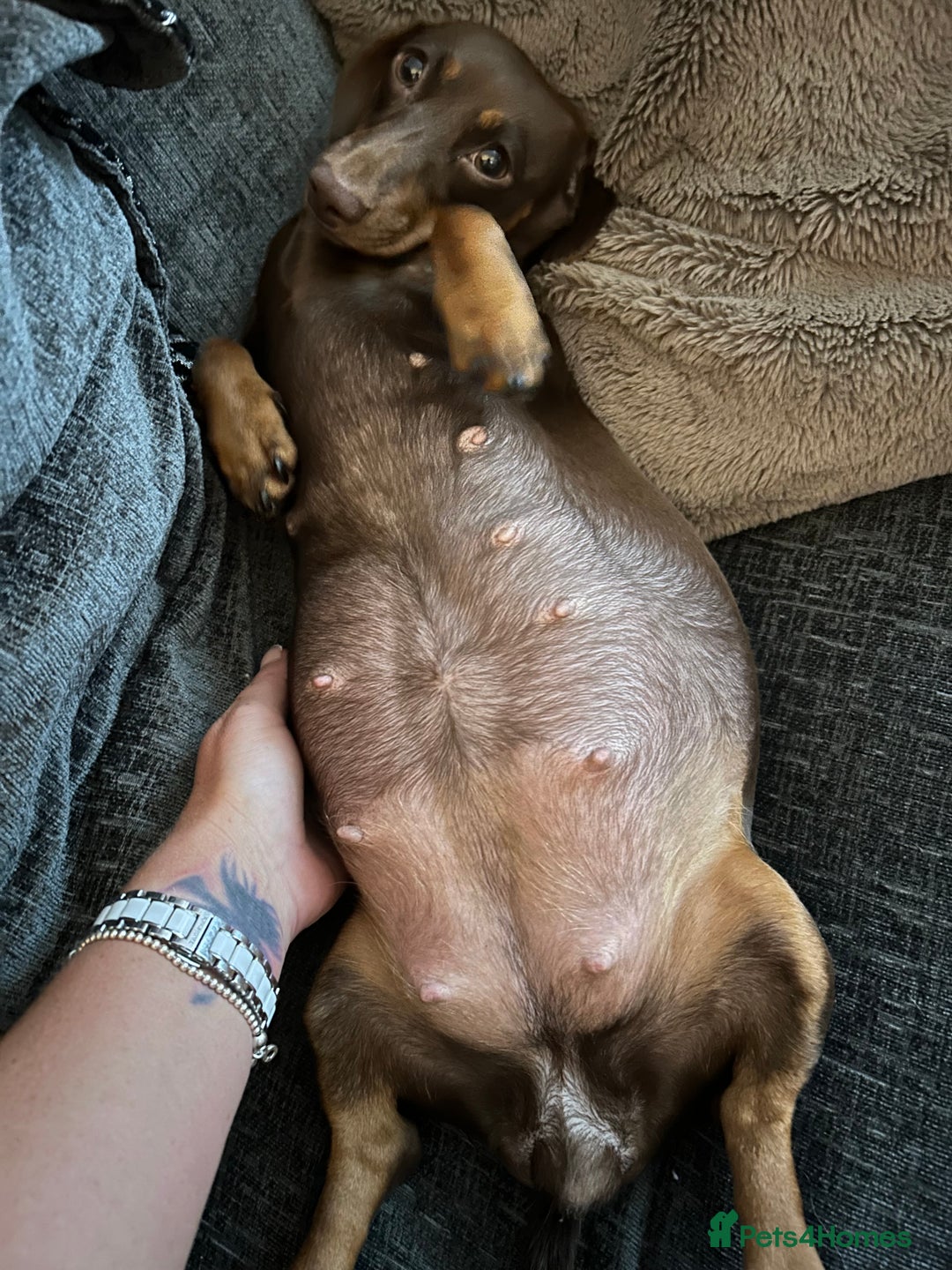 Miniature Dachshund dogs for sale: Chocolate Tan/dapple Miniature Dachsund - Image 6