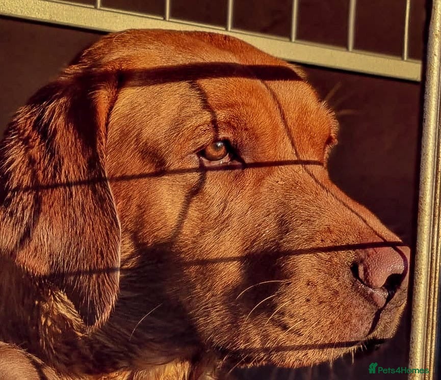 Labrador Retriever dogs Kc registered proven stud dog  - Advert 6