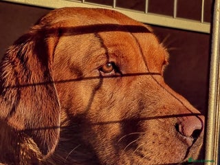 Labrador Retriever dogs Kc registered proven stud dog - Advert 2